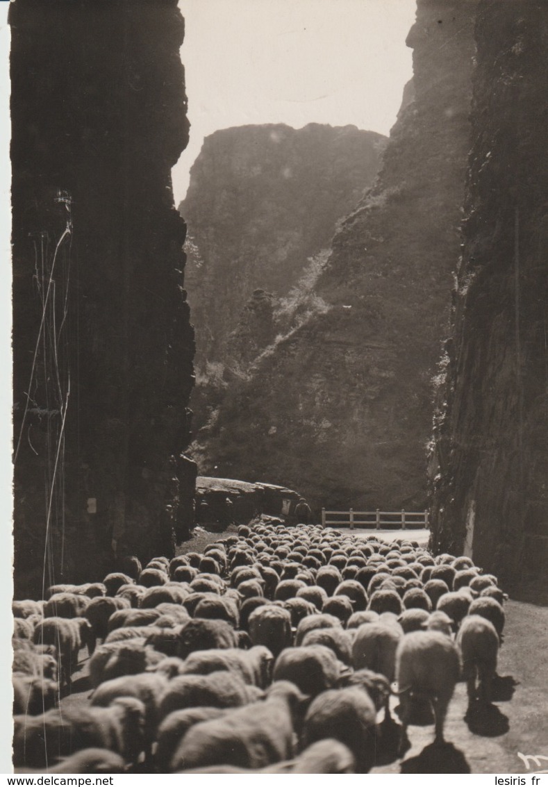 C. P. - PHOTO - LES GORGES DE DALUIS - TRANSHUMANCE - ENVIRONS DE BEUIL - RAYBAUD - TROUPEAU DE MOUTONS - 4844 - Autres & Non Classés