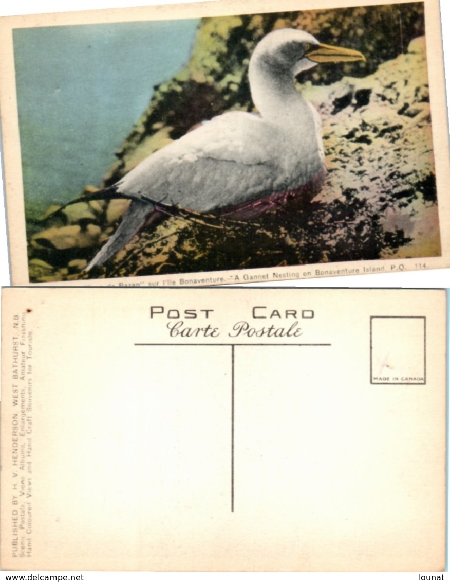 Un Nid De " Fous De Bazan" Sur L'Ile Bonaventure - A Gannet Nesting On Bonaventure Island (oiseau, Faune) Edit. H. V. He - Percé
