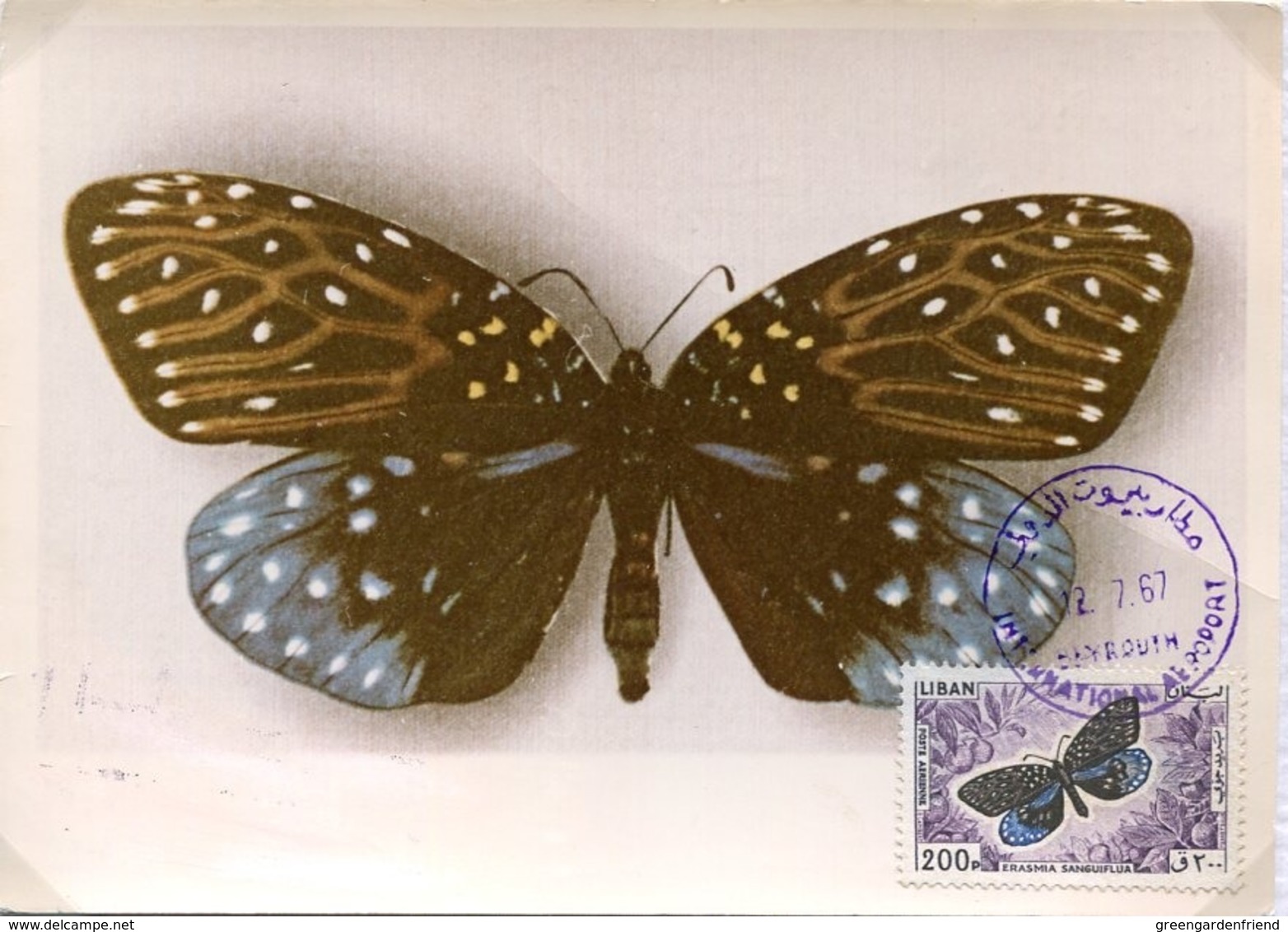 48354 Liban,maximum  1967  Butterfly,schmetterlinge,papillon, Erasmia  Sanguiflua - Schmetterlinge
