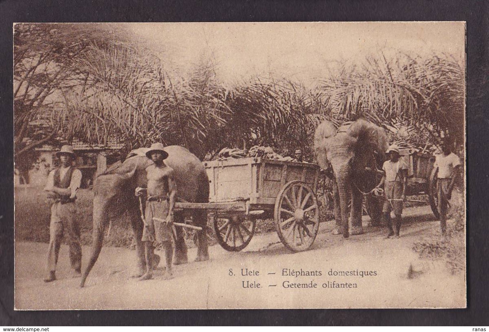 CPA éléphant UELE Congo Non Circulé Attelage - Elefanten
