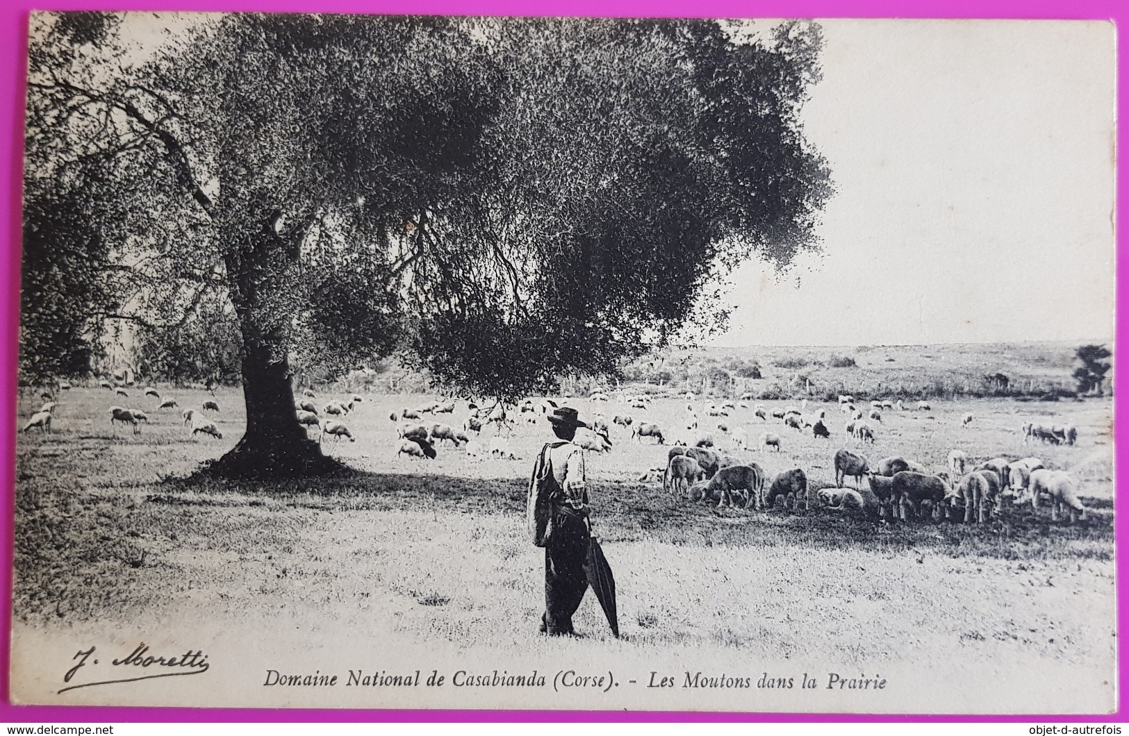 Cpa Aleria Domaine National De Casabianda Moutons Dans La Prairie Berger Carte Postale Haute Corse Edition Moretti Rare - Other & Unclassified