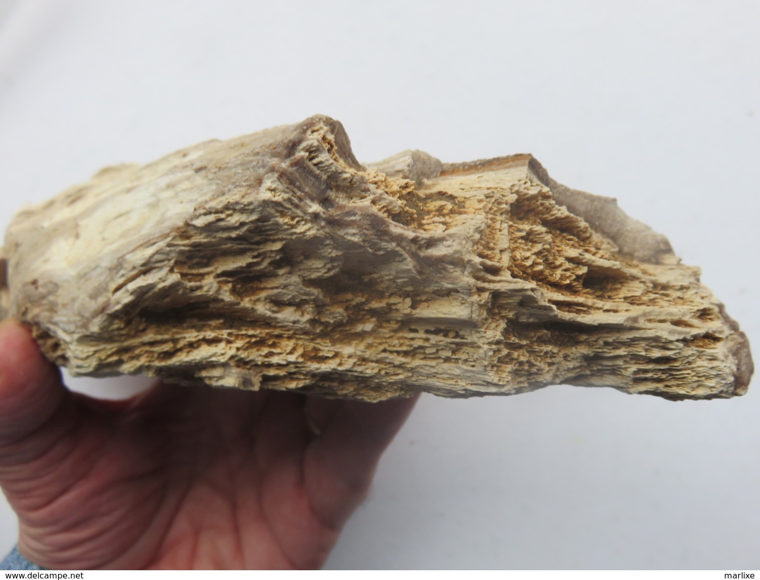 Bois Fossile Silicifié Vallée D'eure - Fósiles