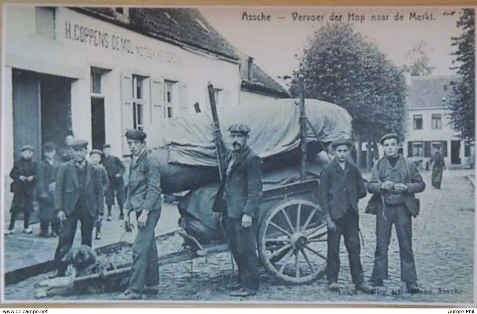 Assche Vervoer Der Hop Naar De Merkt Attelage De Chiens Asse (Reproduction - Photo) - Asse