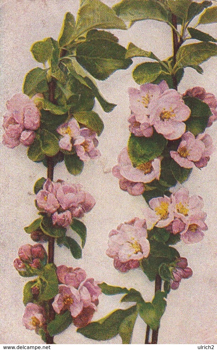 AK Kirschblüten Kirschbaum - Feldpost 1918 (44488) - Bäume