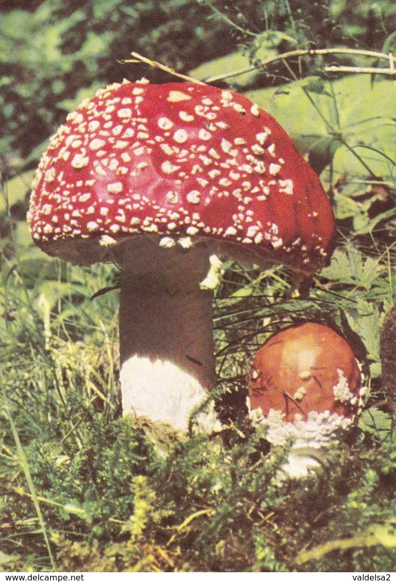 FUNGHI / FUNGO / MUSHROOM / CHAMPIGNON - AMANITA MUSCARIA - Funghi