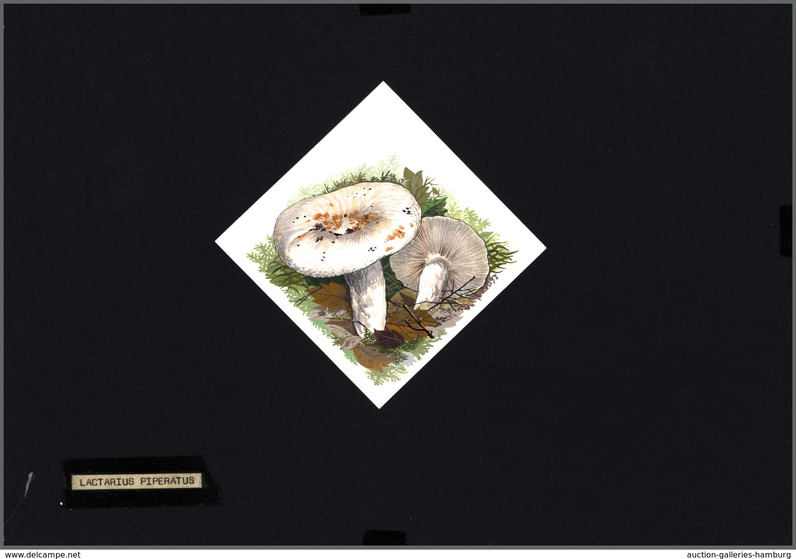 Thematik: Pilze / mushrooms: 1994, MOLDOVA: mushrooms set of six different original HANDPAINTED ARTW