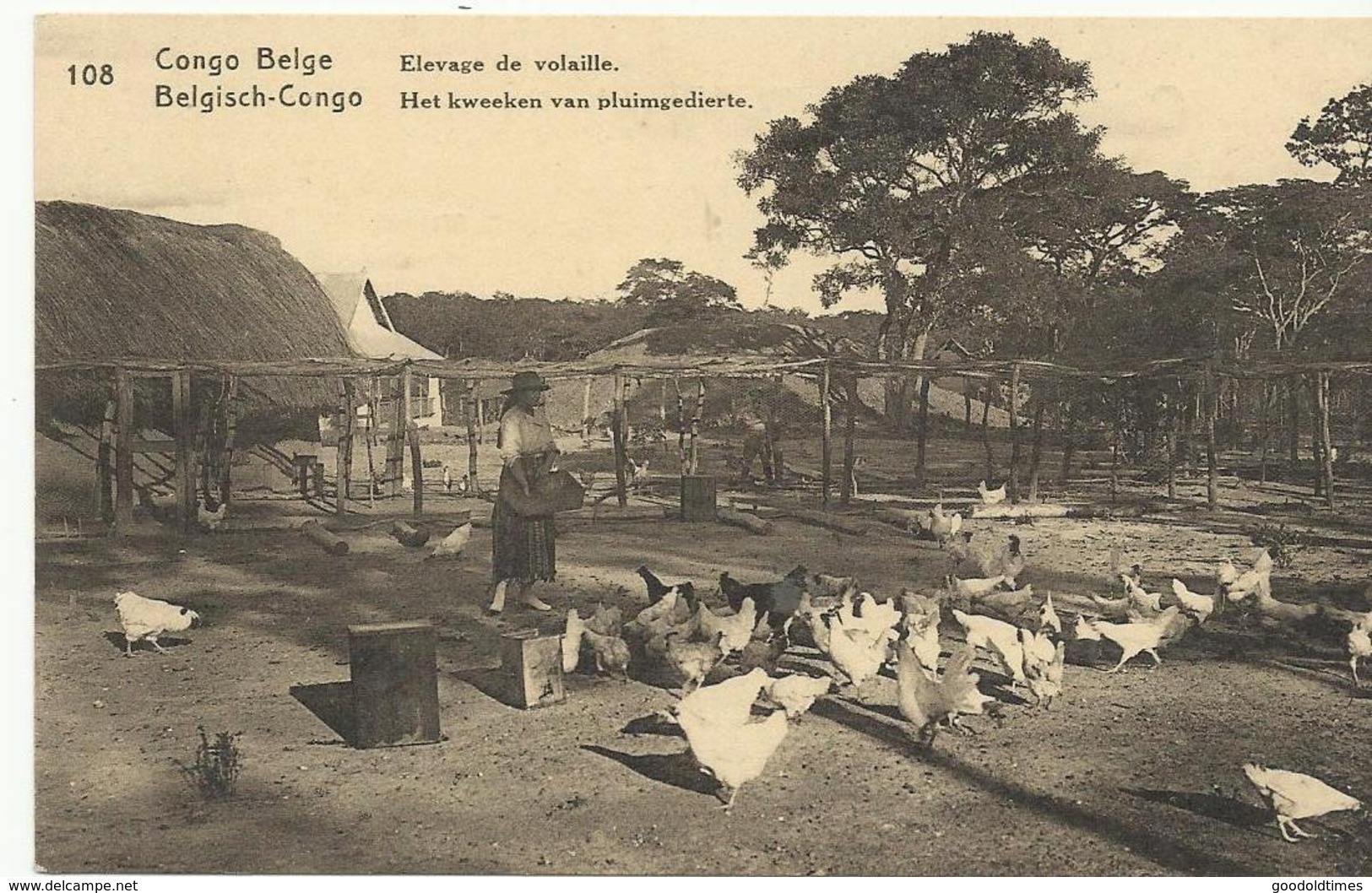 Congo Belge Elevage De Volaille  (2305) - Congo Belge