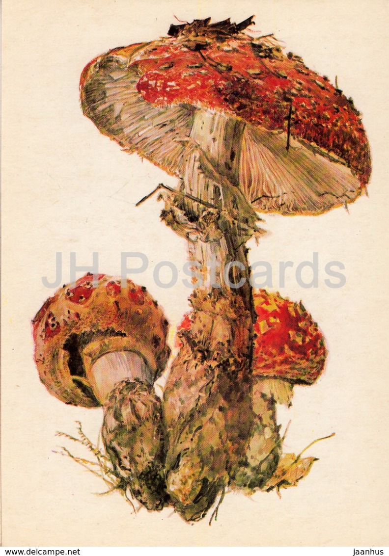 Fly Agaric - Amanita Muscaria - Illustration By A. Shipilenko - Mushrooms - 1976 - Russia USSR - Unused - Pilze