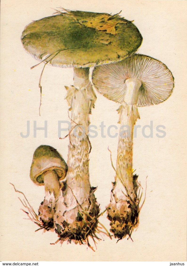 Death Cap - Amanita Phalloides - Illustration By A. Shipilenko - Mushrooms - 1976 - Russia USSR - Unused - Champignons