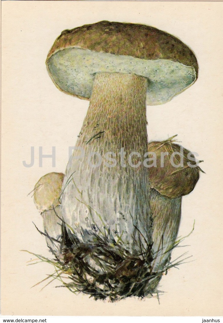 Boletus - Leccinum - Illustration By A. Shipilenko - Mushrooms - 1976 - Russia USSR - Unused - Pilze