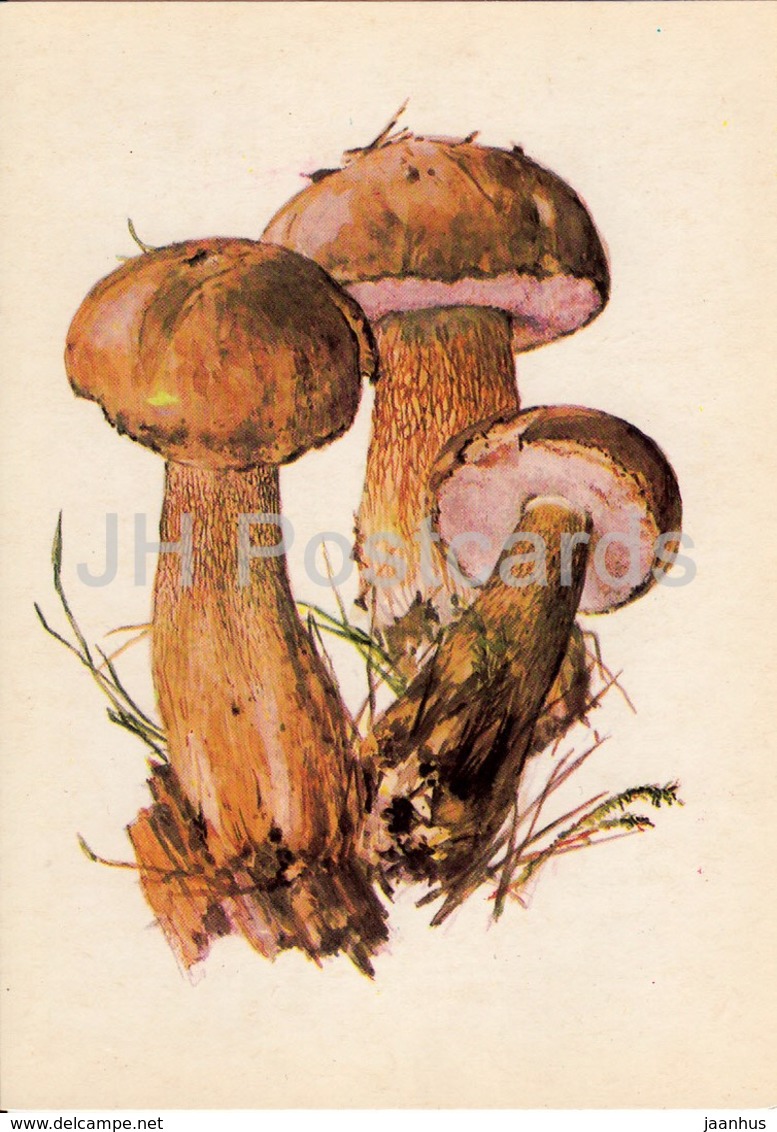 Bitter Bolete - Tylopilus Felleus - Illustration By A. Shipilenko - Mushrooms - 1976 - Russia USSR - Unused - Mushrooms