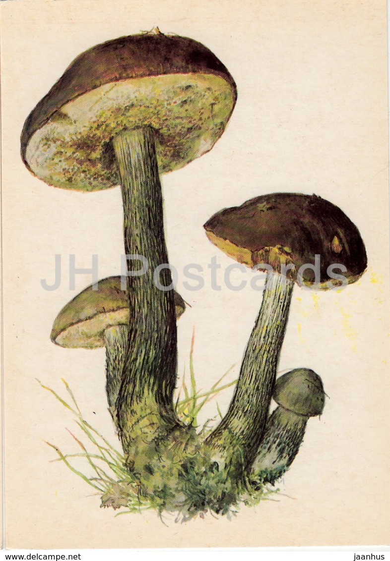 Birch Bolete - Leccinum Scabrum - Illustration By A. Shipilenko - Mushrooms - 1976 - Russia USSR - Unused - Pilze