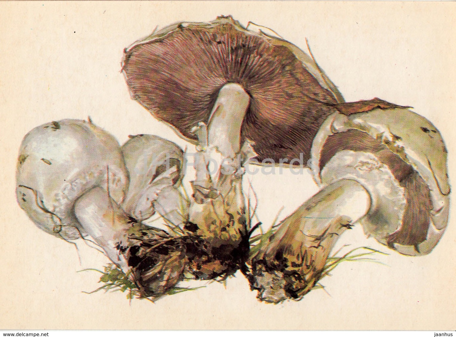 Field Mushroom - Agaricus Campestris - Illustration By A. Shipilenko - Mushrooms - 1976 - Russia USSR - Unused - Pilze