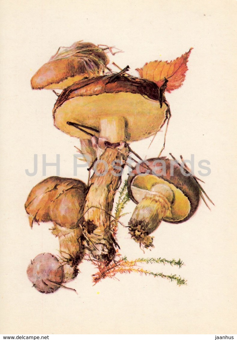 Slippery Jack Mushroom - Suillus Luteus - Illustration By A. Shipilenko - Mushrooms - 1976 - Russia USSR - Unused - Funghi