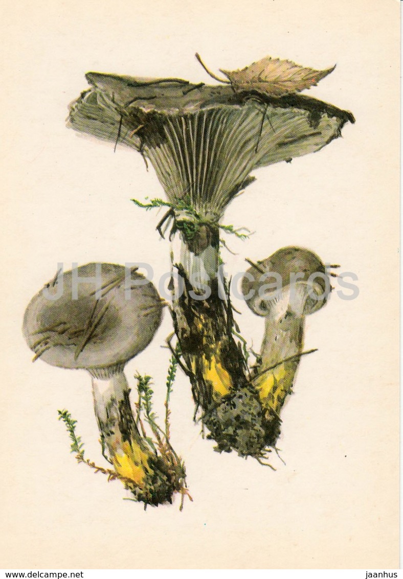 Slimy Spike-cap - Gomphidius Glutinosus - Illustration By A. Shipilenko - Mushrooms - 1976 - Russia USSR - Unused - Mushrooms