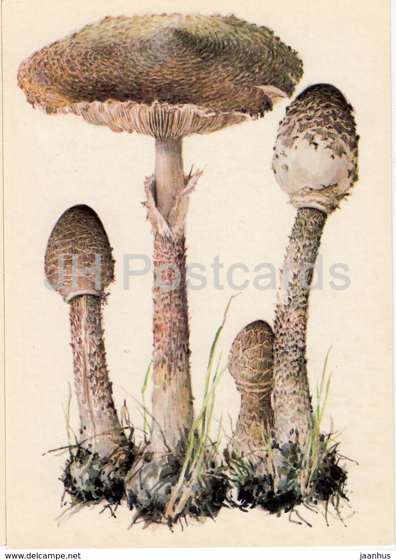 Parasol Mushroom - Macrolepiota Procera - Illustration By A. Shipilenko - Mushrooms - 1976 - Russia USSR - Unused - Pilze