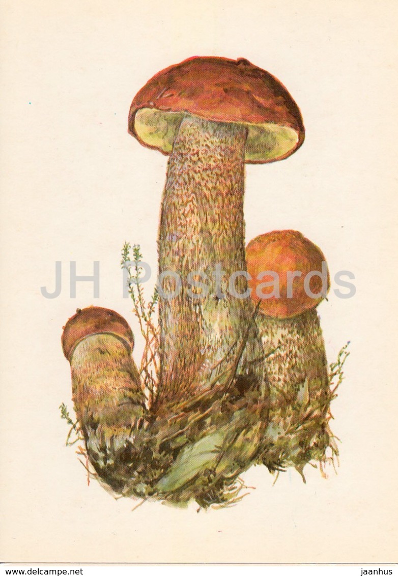 Red-capped Scaber Stalk - Leccinum Aurantiacum - Illustration By A. Shipilenko - Mushrooms - 1976 - Russia USSR - Unused - Mushrooms