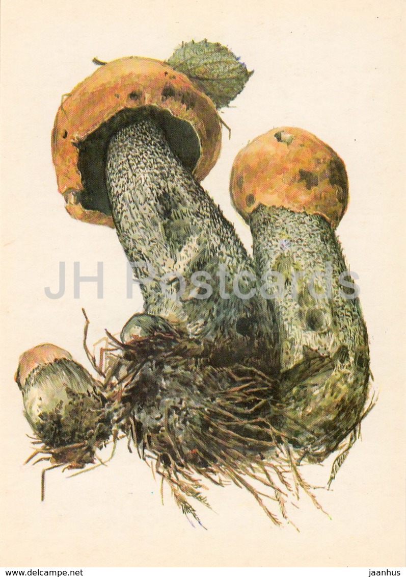 Orange Birch Bolete - Leccinum Versipelle - Illustration By A. Shipilenko - Mushrooms - 1976 - Russia USSR - Unused - Pilze