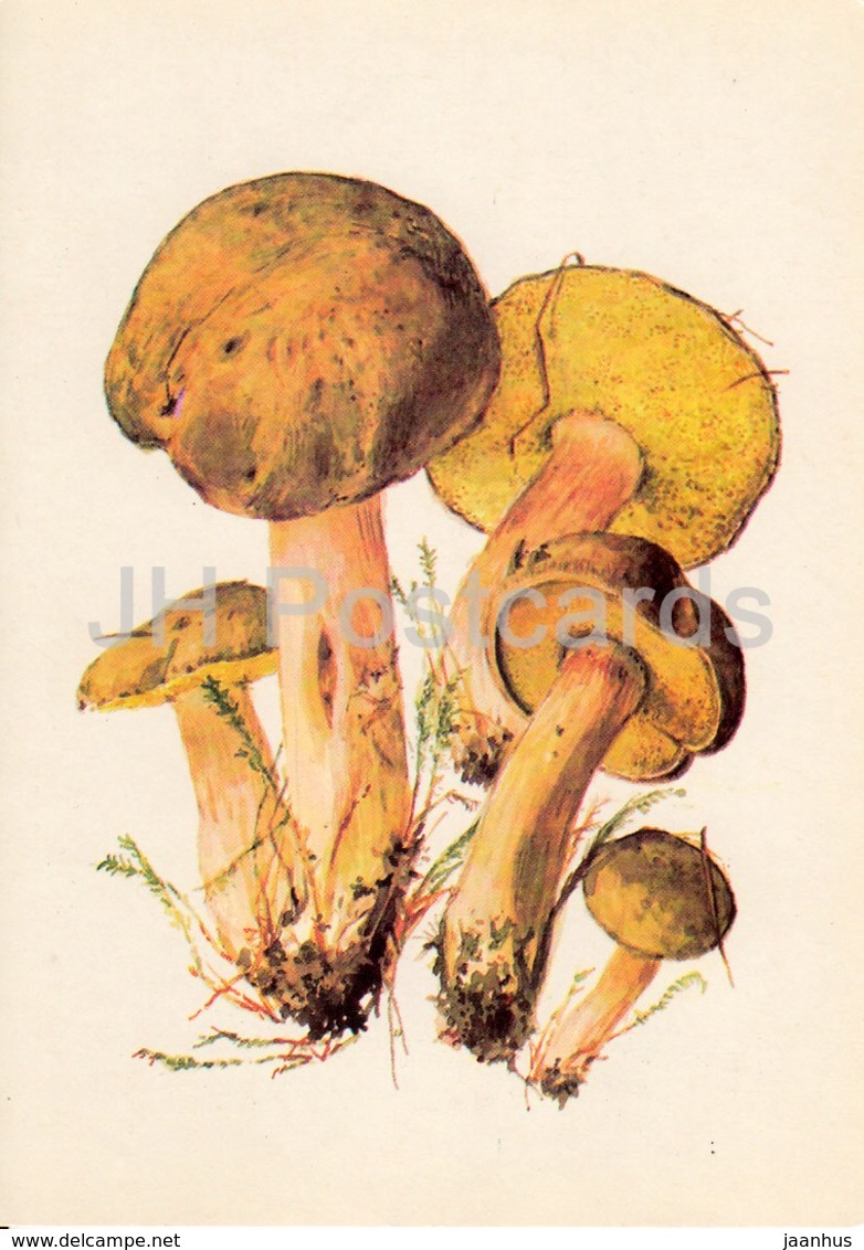 Suede Bolete - Xerocomus Subtomentosus - Illustration By A. Shipilenko - Mushrooms - 1976 - Russia USSR - Unused - Funghi