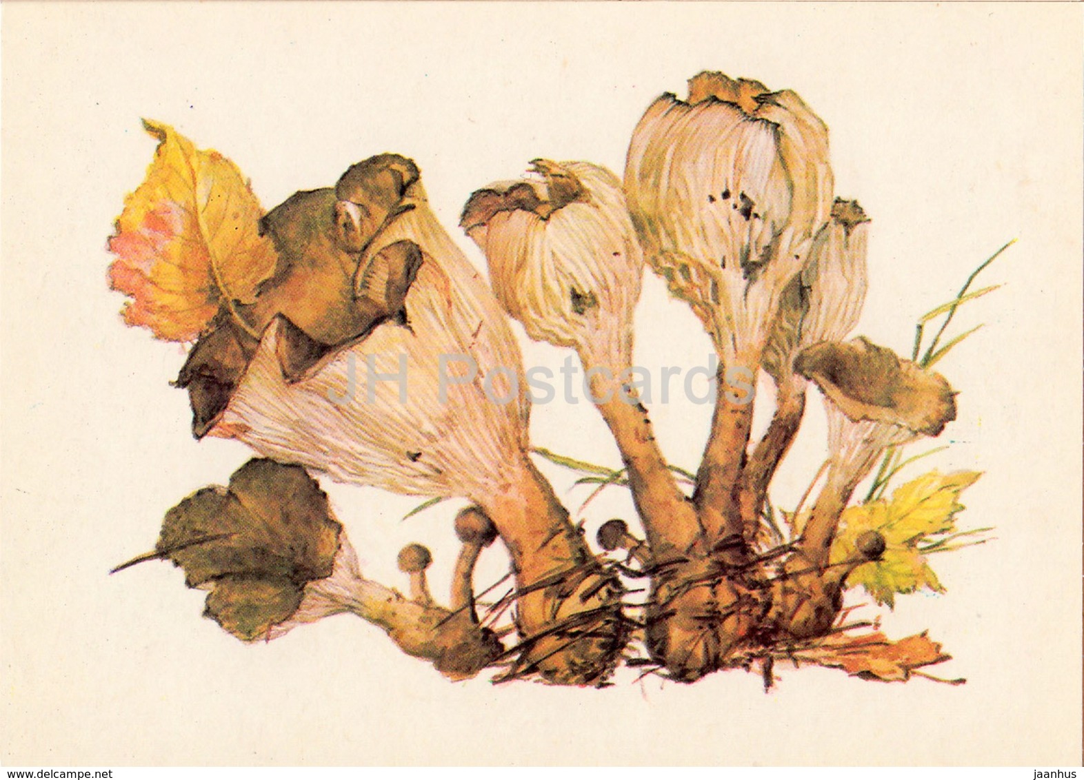 Common Funnel Mushroom - Clitocybe - Illustration By A. Shipilenko - Mushrooms - 1976 - Russia USSR - Unused - Funghi