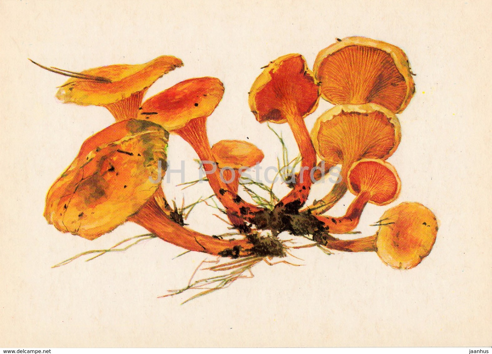 False Chanterelle - Hygrophoropsis Aurantiaca - Illustration By A. Shipilenko - Mushrooms - 1976 - Russia USSR - Unused - Champignons