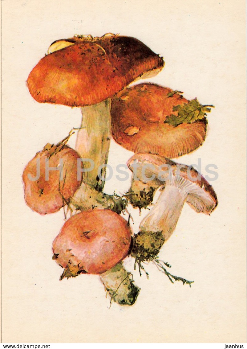 Bare-toothed Russula - Russula Vesca - Illustration By A. Shipilenko - Mushrooms - 1976 - Russia USSR - Unused - Pilze