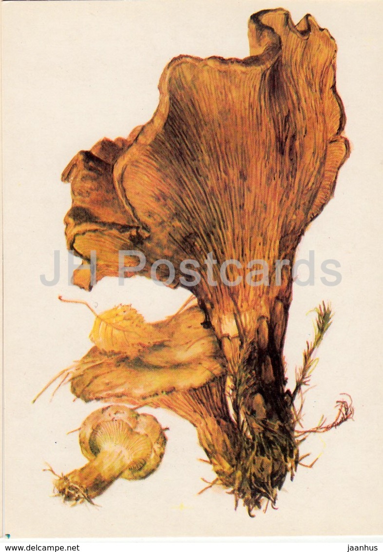 Brown Roll-rim Mushroom - Paxillus Involutus - Illustration By A. Shipilenko - Mushrooms - 1976 - Russia USSR - Unused - Paddestoelen