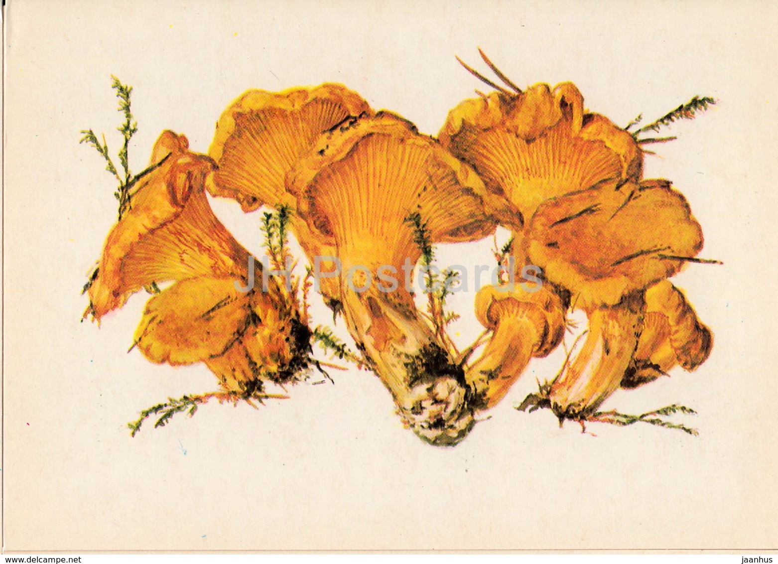 Chanterelle - Cantharellus Cibarius - Illustration By A. Shipilenko - Mushrooms - 1976 - Russia USSR - Unused - Funghi