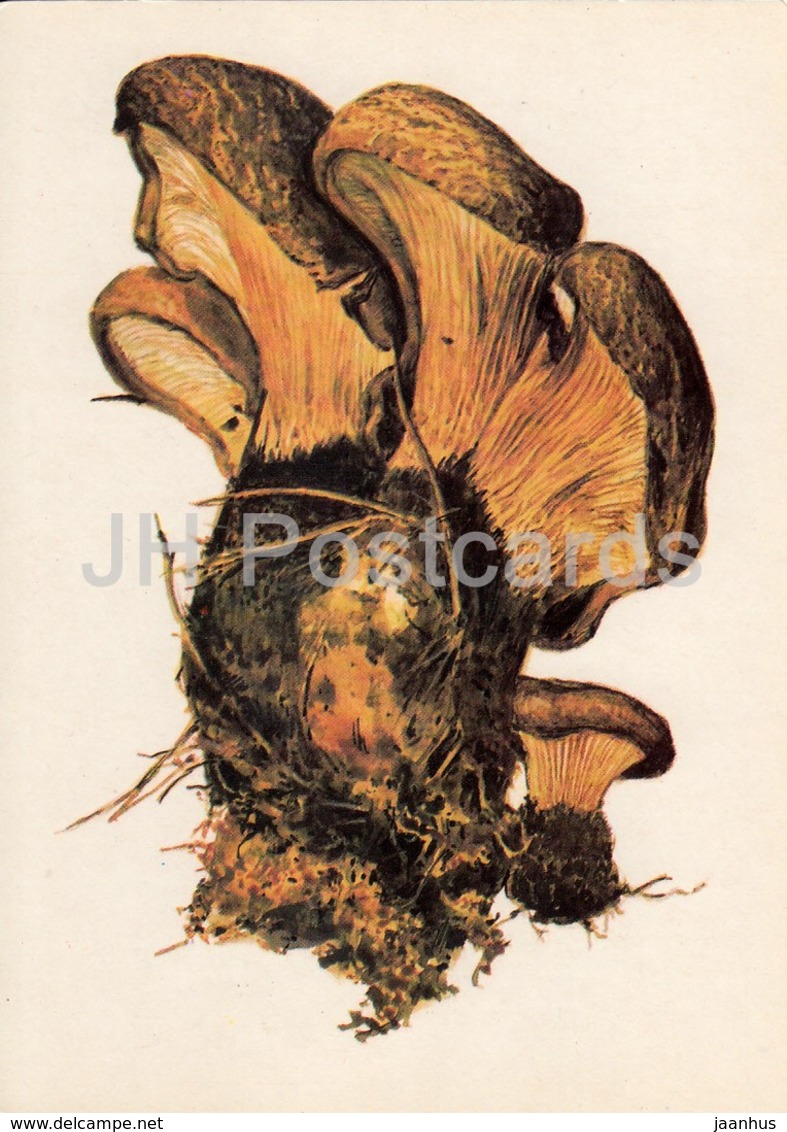 Velvet Roll-rim Mushroom - Suillus Grevillei - Illustration By A. Shipilenko - Mushrooms - 1976 - Russia USSR - Unused - Champignons