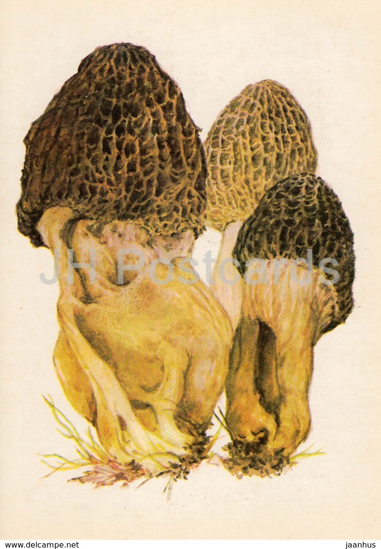 Yellow Morel Mushroom - Morchella Esculenta - Illustration By A. Shipilenko - Mushrooms - 1976 - Russia USSR - Unused - Mushrooms