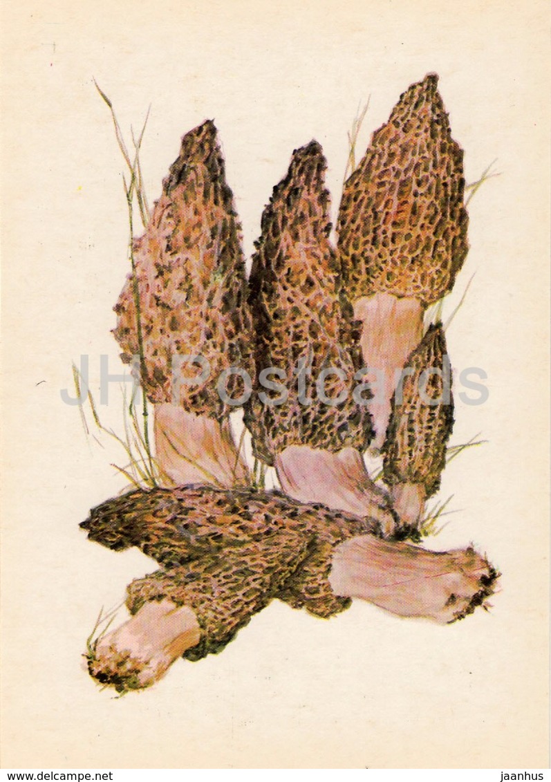 Black Morel Mushroom - Morchella Conica - Illustration By A. Shipilenko - Mushrooms - 1976 - Russia USSR - Unused - Paddestoelen