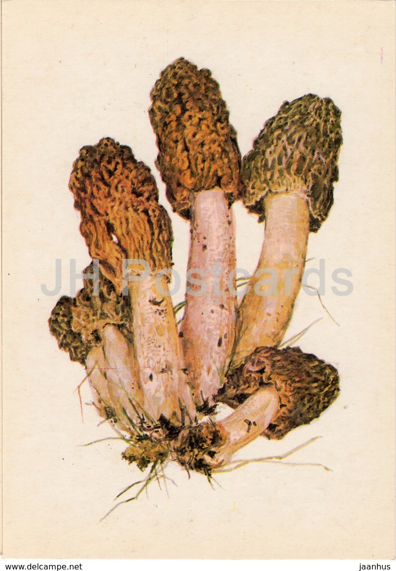 Early Morel Mushroom - Verpa Bohemica - Illustration By A. Shipilenko - Mushrooms - 1976 - Russia USSR - Unused - Mushrooms