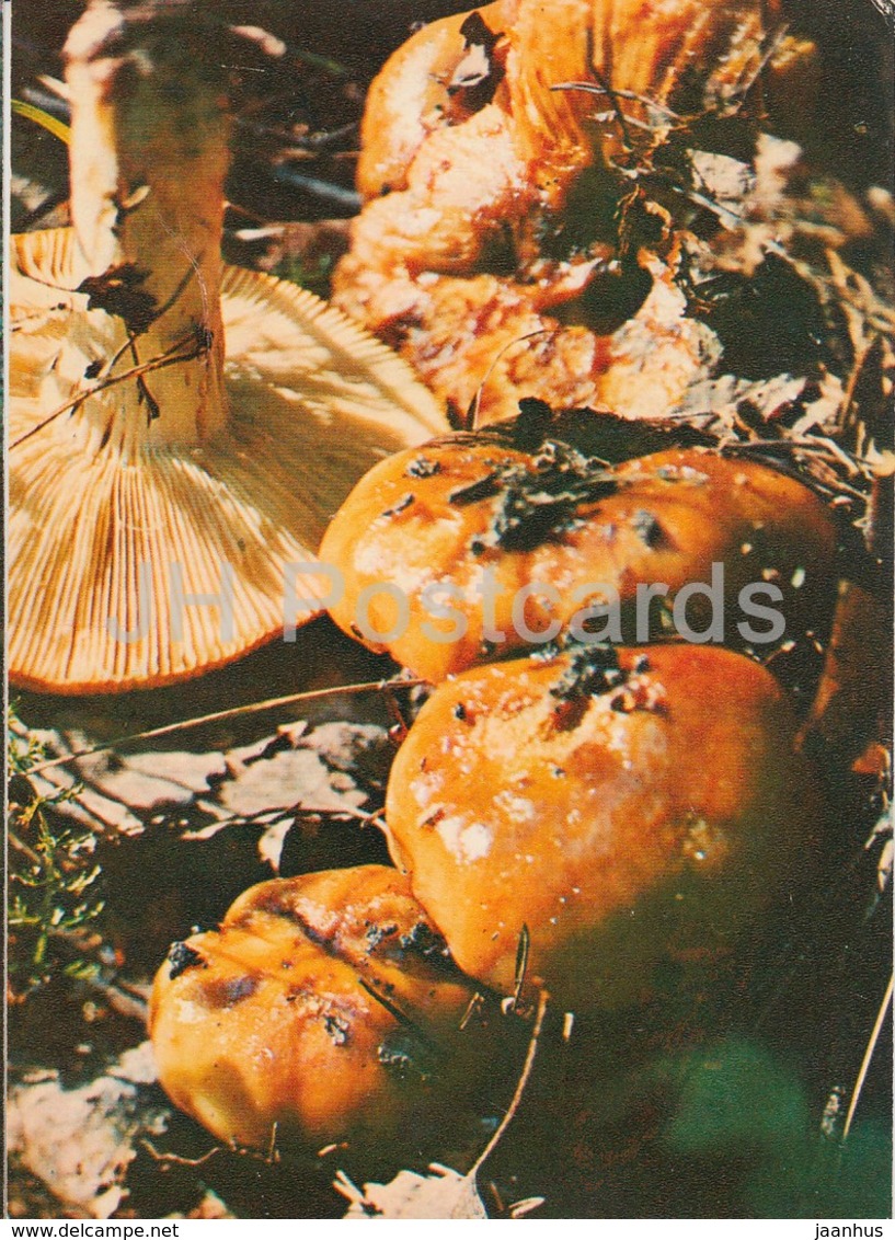 Stinking Russula Mushroom - Russula Foetens - Mushrooms - 1980 - Russia USSR - Unused - Pilze