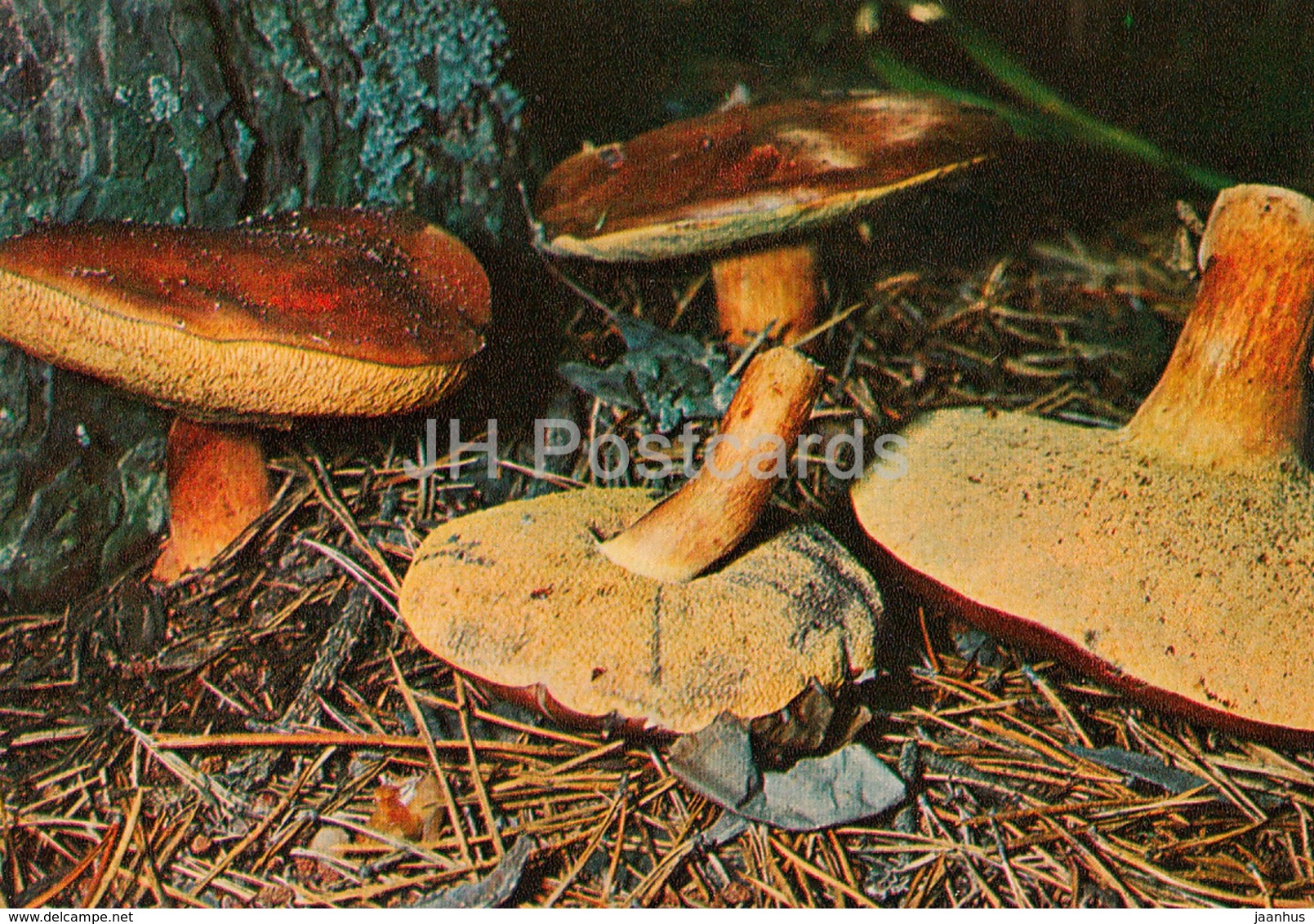 Bay Bolete Mushroom - Imleria Badia - Mushrooms - 1980 - Russia USSR - Unused - Funghi