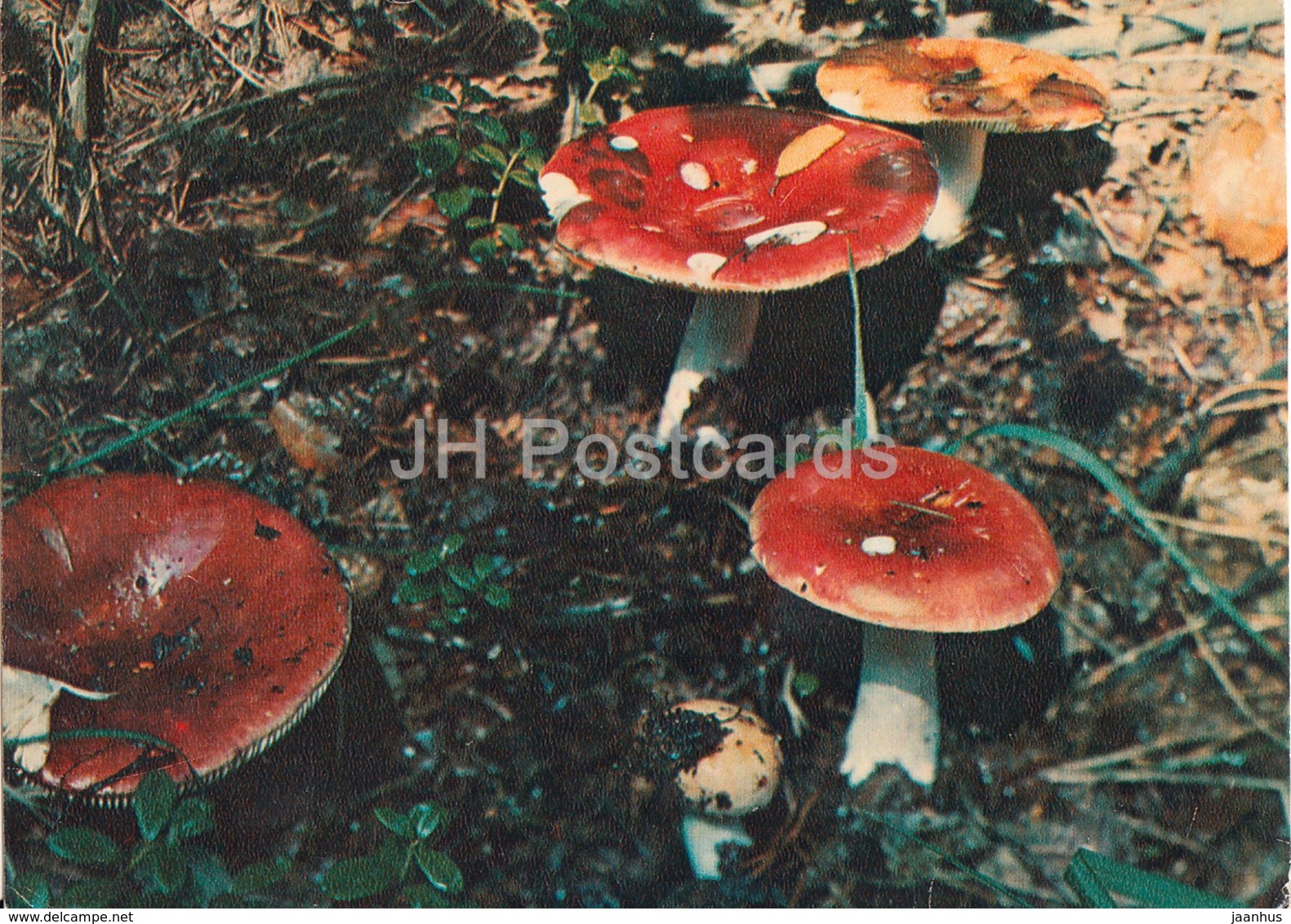 Russula - Mushrooms - 1980 - Russia USSR - Unused - Pilze