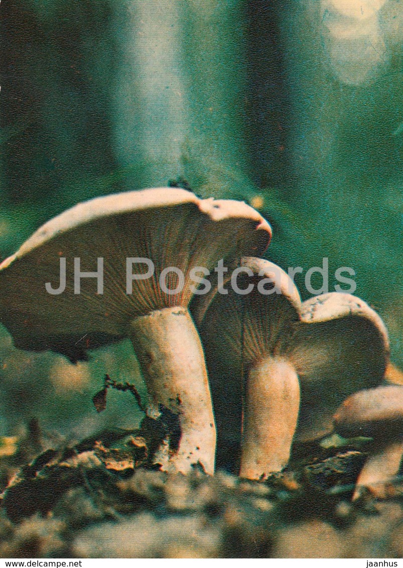 Blushing Milkcap Mushroom - Lactarius Controversus - Mushrooms - 1980 - Russia USSR - Unused - Paddestoelen