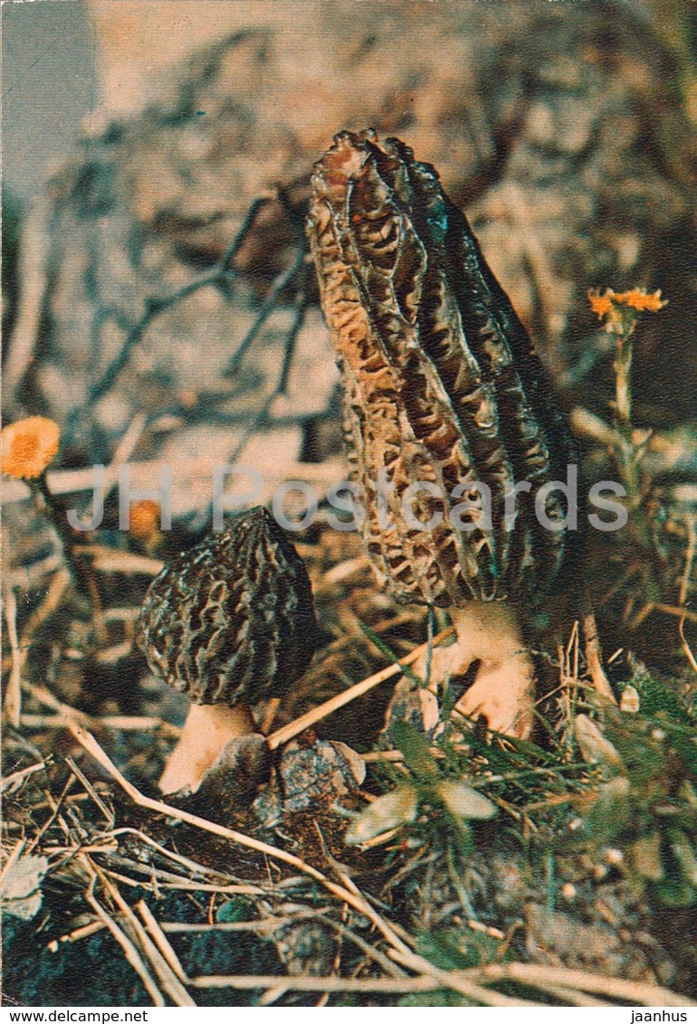 Black Morel Mushroom - Morchella Conica - Mushrooms - 1980 - Russia USSR - Unused - Funghi