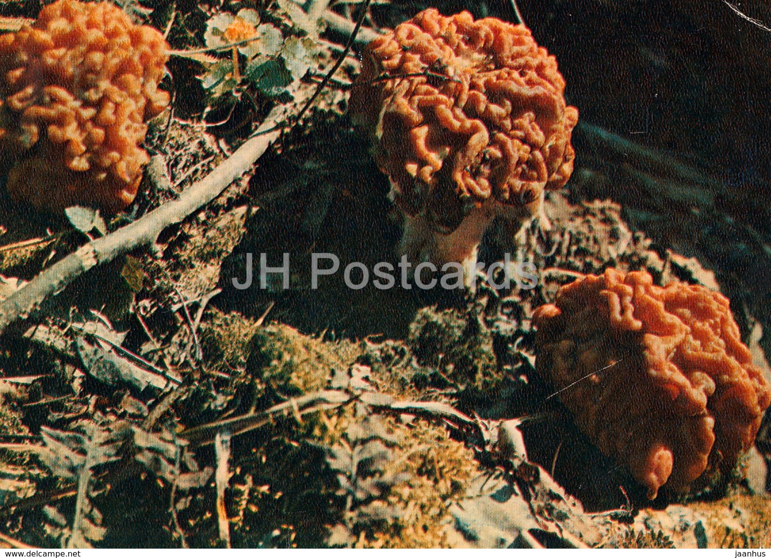 False Morel Mushroom - Gyromitra Esculenta - Mushrooms - 1980 - Russia USSR - Unused - Mushrooms