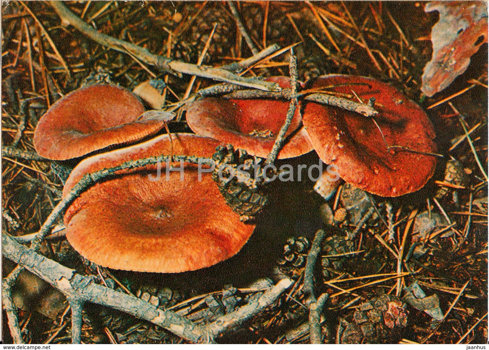 Rufous Milkcap Mushroom - Lactarius Rufus - Mushrooms - 1980 - Russia USSR - Unused - Mushrooms