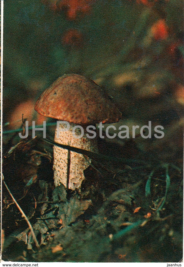 Brown Cap Boletus Mushroom - Leccinum - Mushrooms - 1980 - Russia USSR - Unused - Pilze