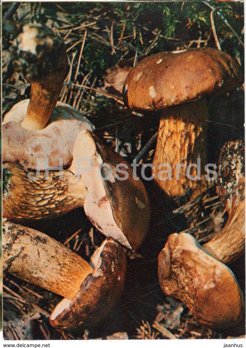 Bitter Bolete Mushroom - Tylopilus Felleus - Mushrooms - 1980 - Russia USSR - Unused - Mushrooms