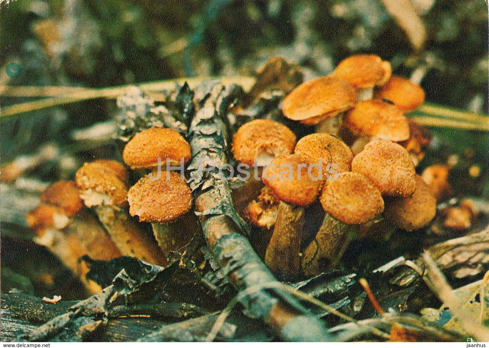 Honey Fungus - Armillaria - Mushrooms - 1980 - Russia USSR - Unused - Pilze