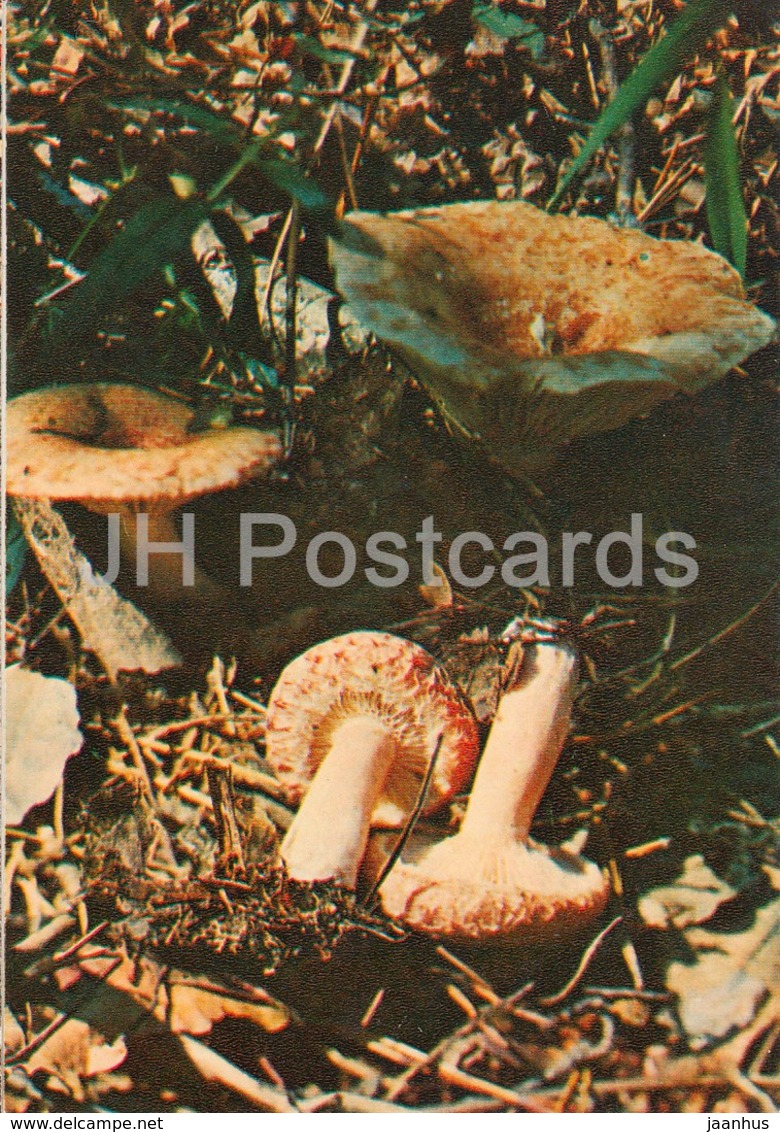 The Woolly Milkcap Mushroom - Lactarius Torminosus - Mushrooms - 1980 - Russia USSR - Unused - Mushrooms