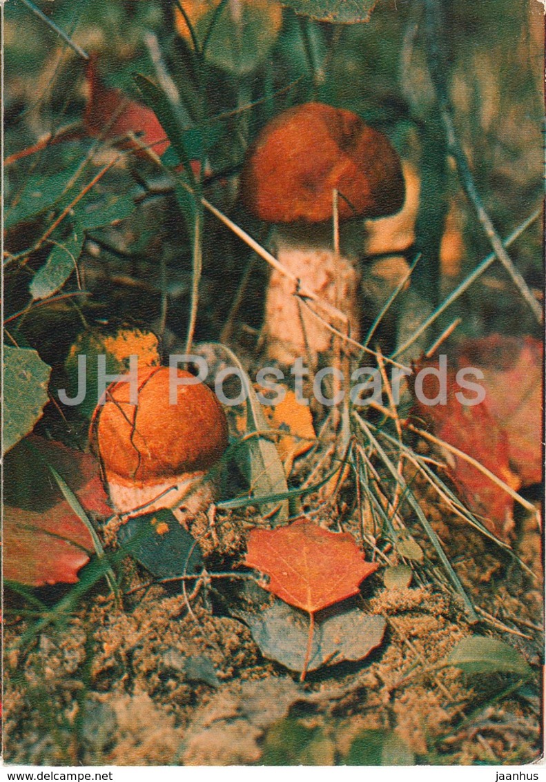 Aspen Mushroom - Leccinum - Mushrooms - 1980 - Russia USSR - Unused - Pilze