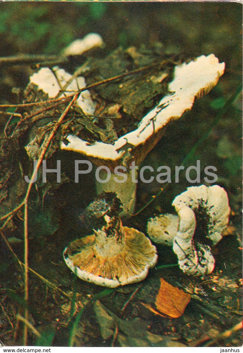 Milk-white Brittlegill Mushroom - Russula Delica - Mushrooms - 1980 - Russia USSR - Unused - Mushrooms