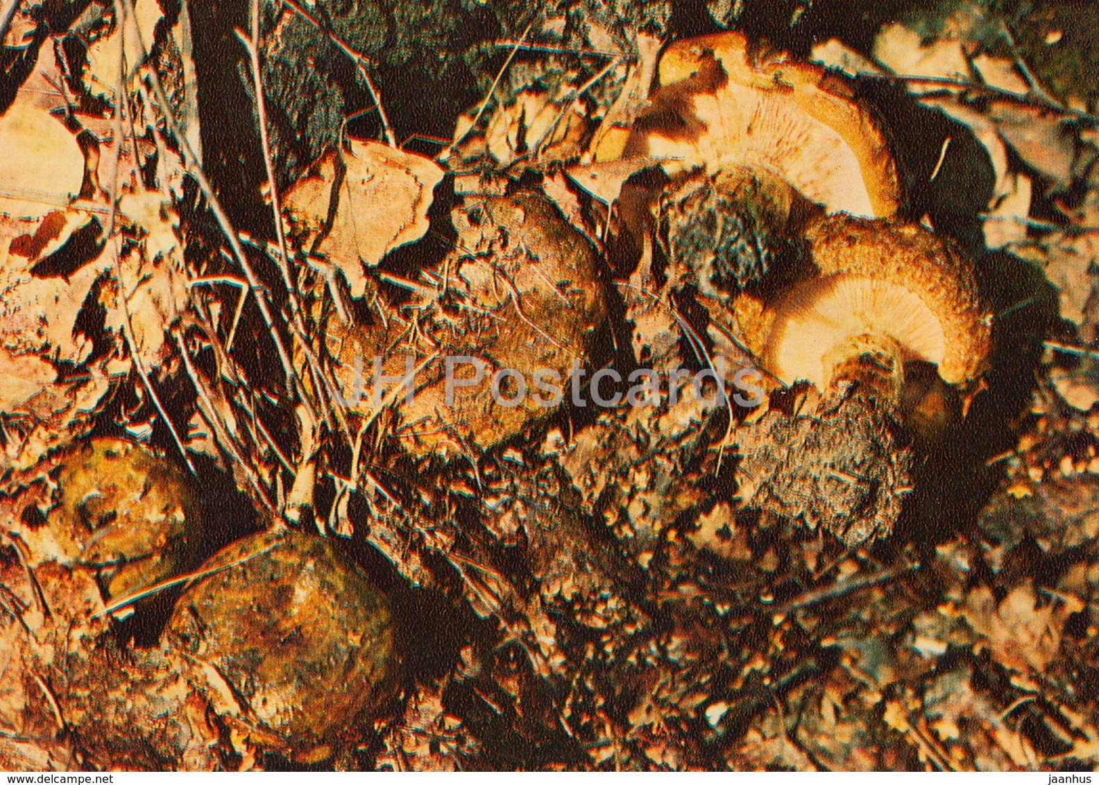 Ugly Milk-cap Mushroom - Lactarius Turpis - Mushrooms - 1980 - Russia USSR - Unused - Champignons