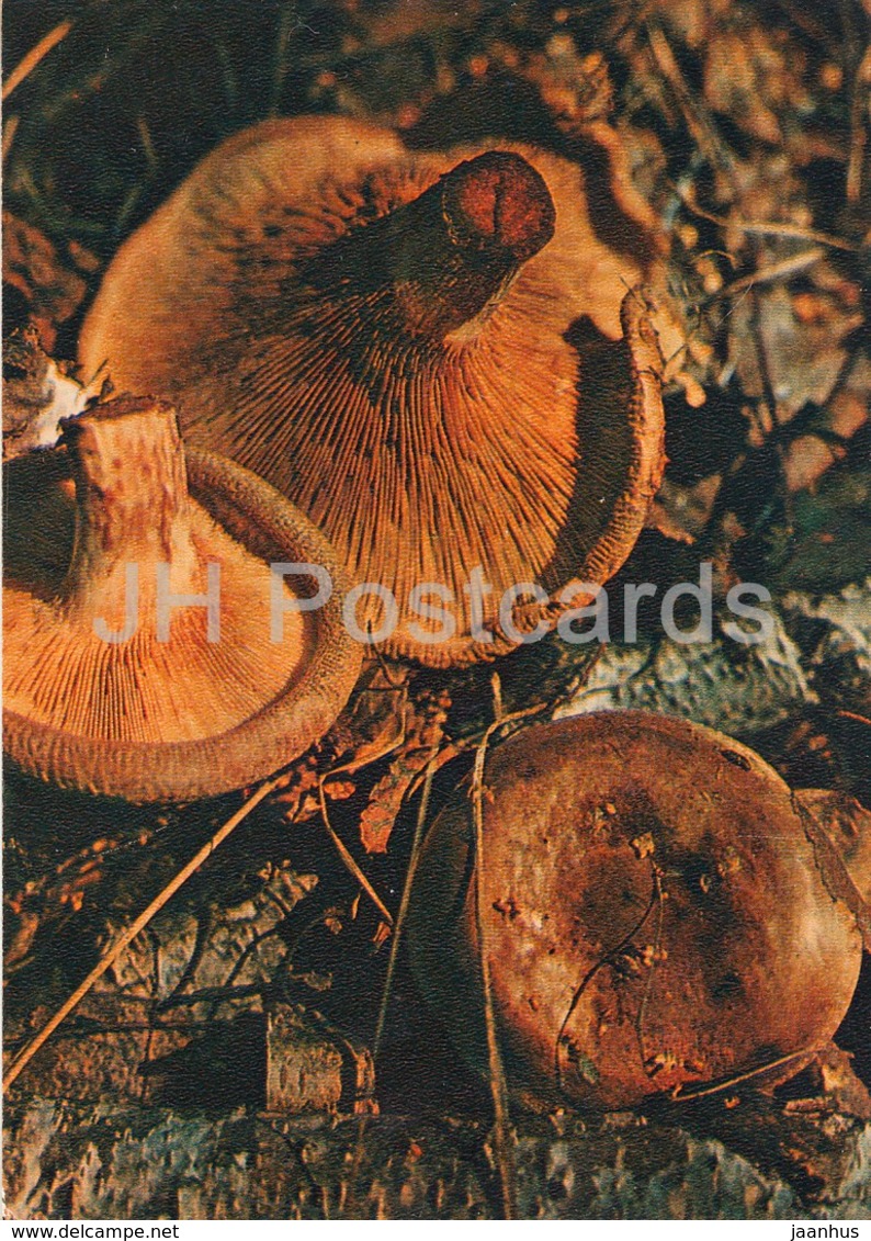 The Brown Roll-rim Mushroom - Paxillus Involutus - Mushrooms - 1980 - Russia USSR - Unused - Pilze