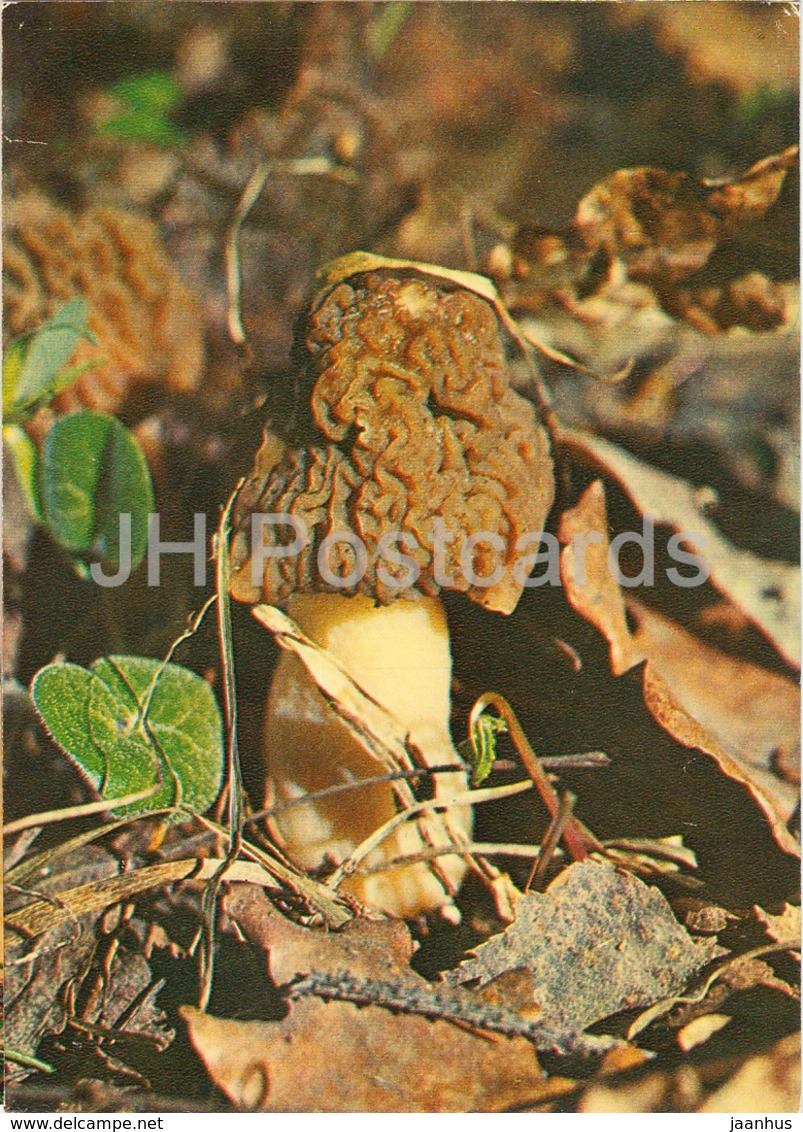 The Early Morel Mushroom - Verpa Bohemica - Mushrooms - 1980 - Russia USSR - Unused - Pilze