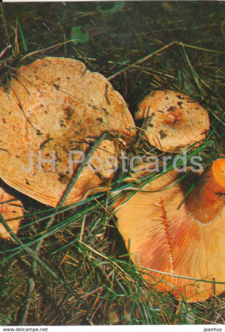 Saffron Milk Cap Mushroom - Lactarius Sect. Deliciosi - Mushrooms - 1980 - Russia USSR - Unused - Funghi