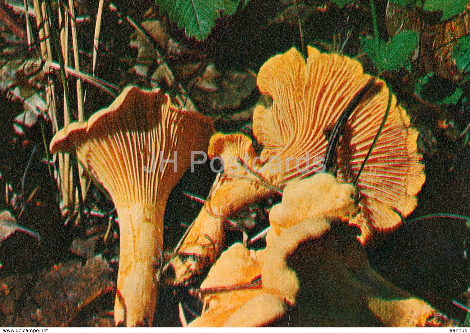 Chanterelle Mushroom - Cantharellus Cibarius - Mushrooms - 1980 - Russia USSR - Unused - Mushrooms
